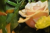 dsc0346