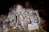 pict0019